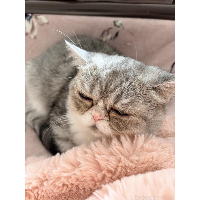 販売中の静岡県のエキゾチックショートヘア-133145の4枚目