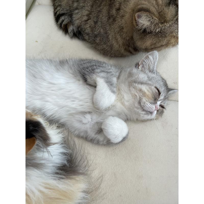 販売中の静岡県のエキゾチックショートヘア-133145の3枚目