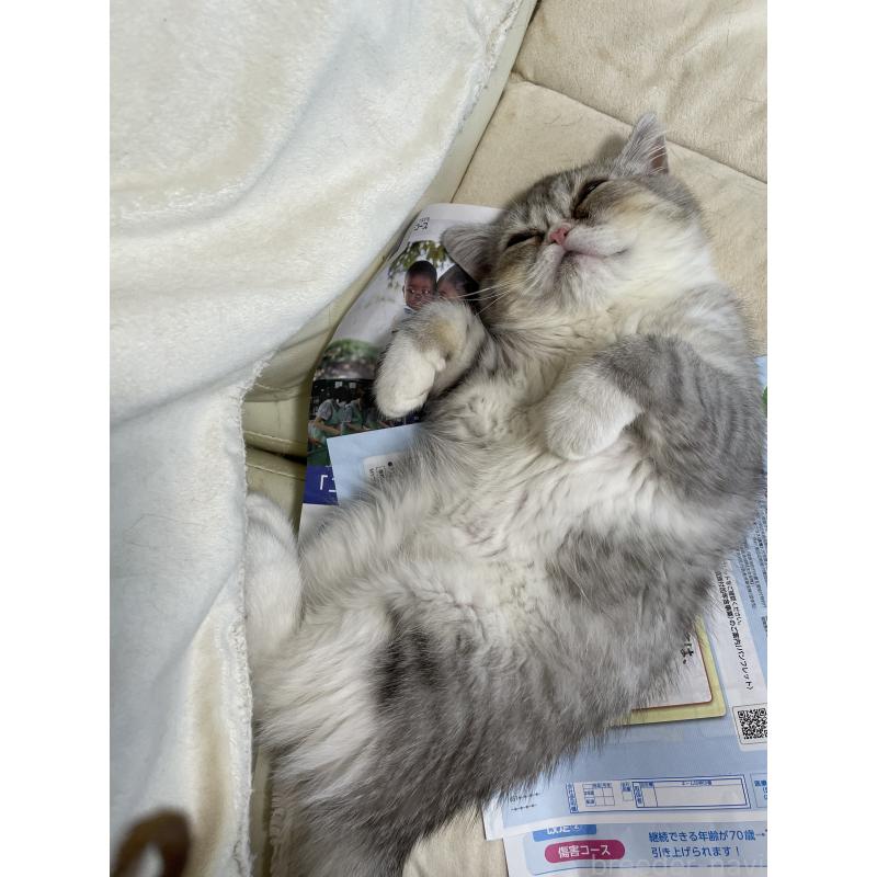 販売中の静岡県のエキゾチックショートヘア-133145の2枚目