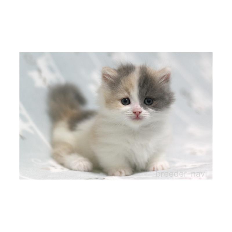 販売中の群馬県のミヌエット(短足)-133062の6枚目