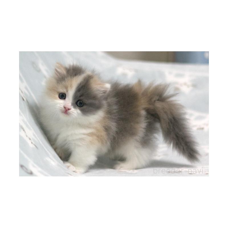 販売中の群馬県のミヌエット(短足)-133062の5枚目