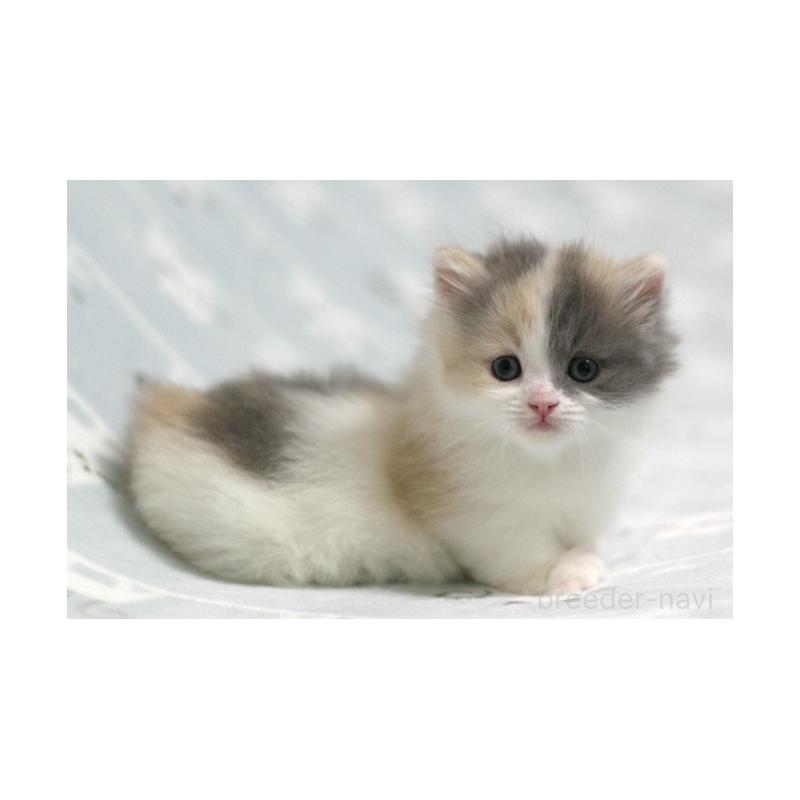 販売中の群馬県のミヌエット(短足)-133062の4枚目