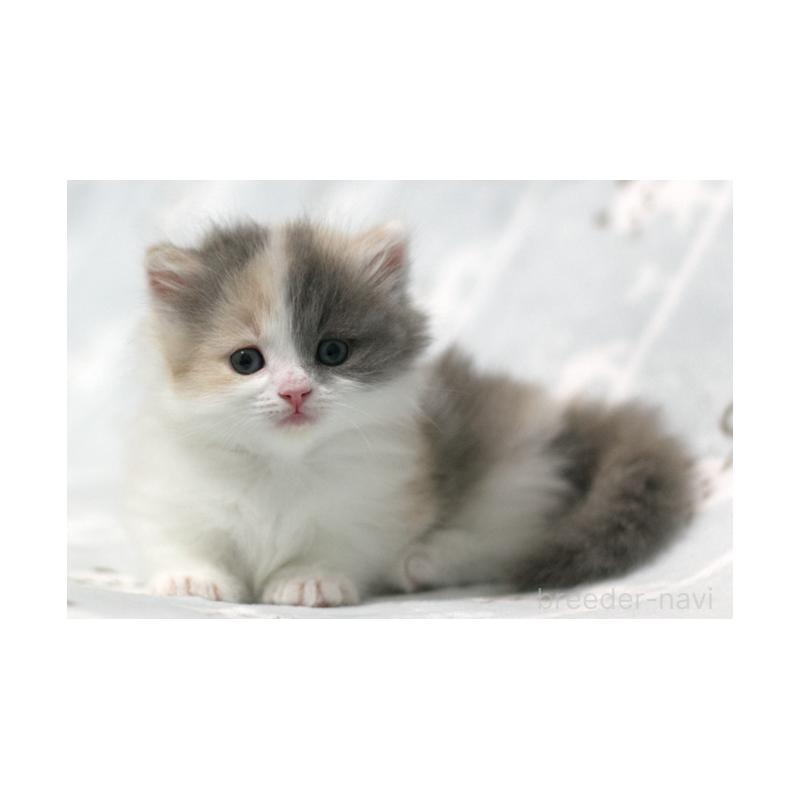 販売中の群馬県のミヌエット(短足)-133062の3枚目