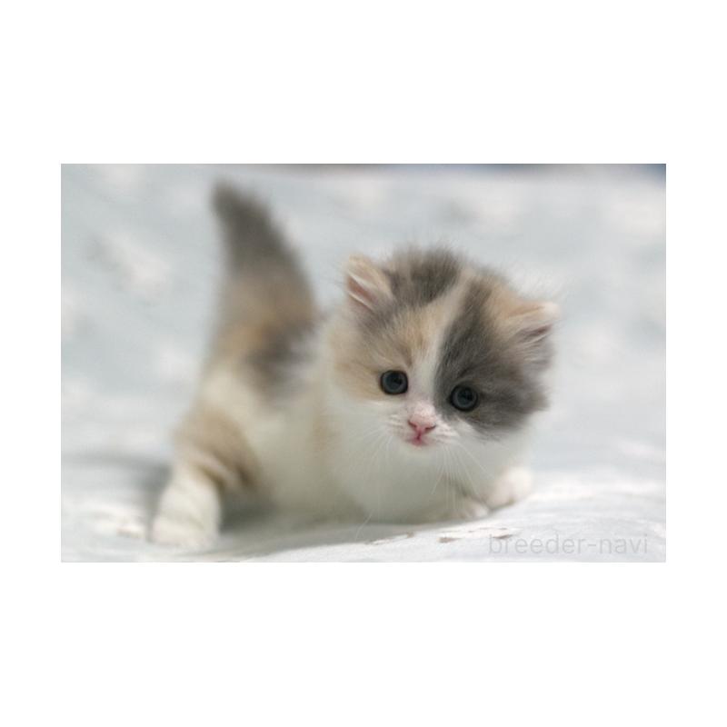 販売中の群馬県のミヌエット(短足)-133062の2枚目