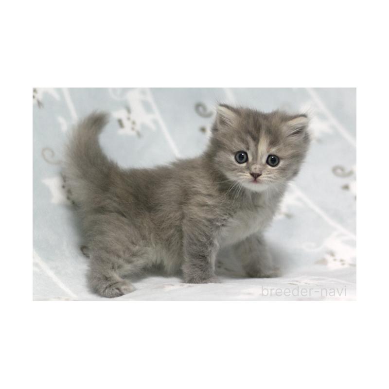 販売中の群馬県のミヌエット-133063の5枚目