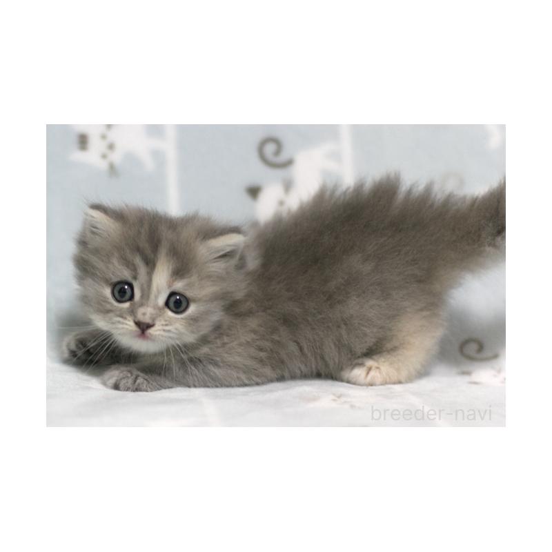 販売中の群馬県のミヌエット-133063の6枚目