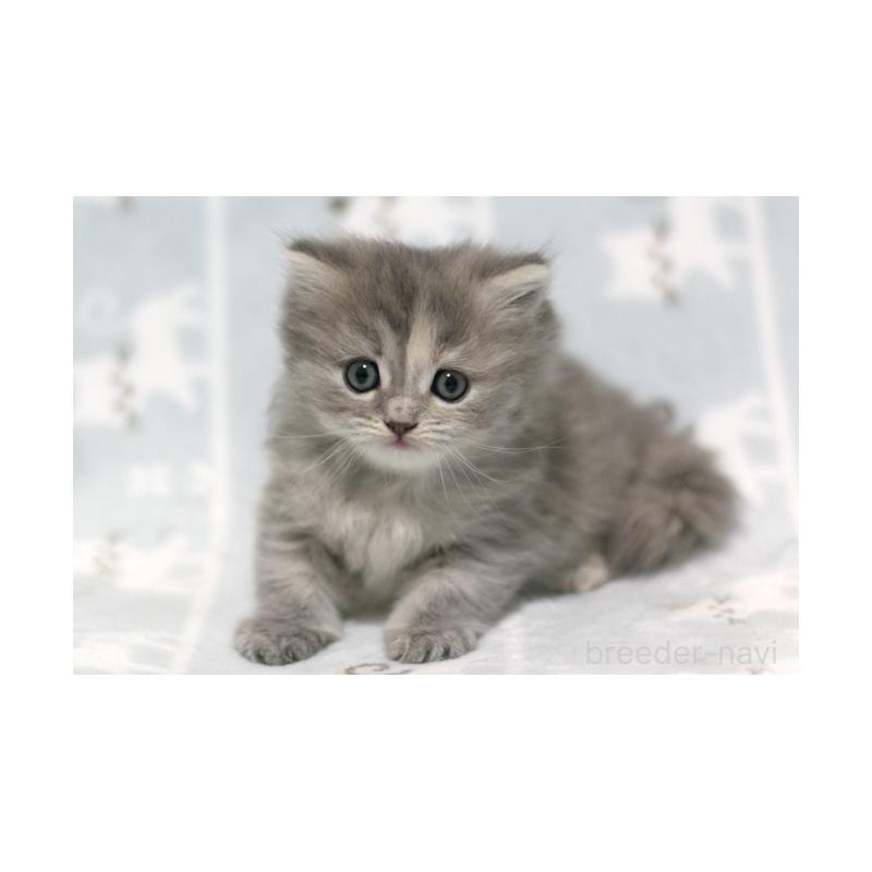 販売中の群馬県のミヌエット-133063の4枚目