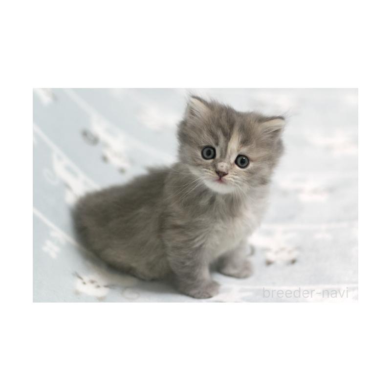 販売中の群馬県のミヌエット-133063の2枚目