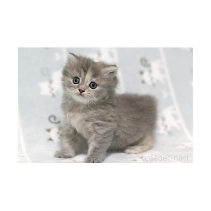 販売中の群馬県のミヌエット-133063の3枚目