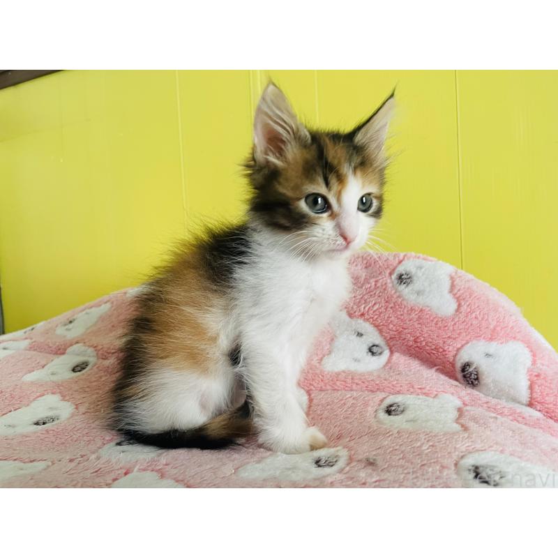 販売中の京都府のメインクーン-133064の5枚目