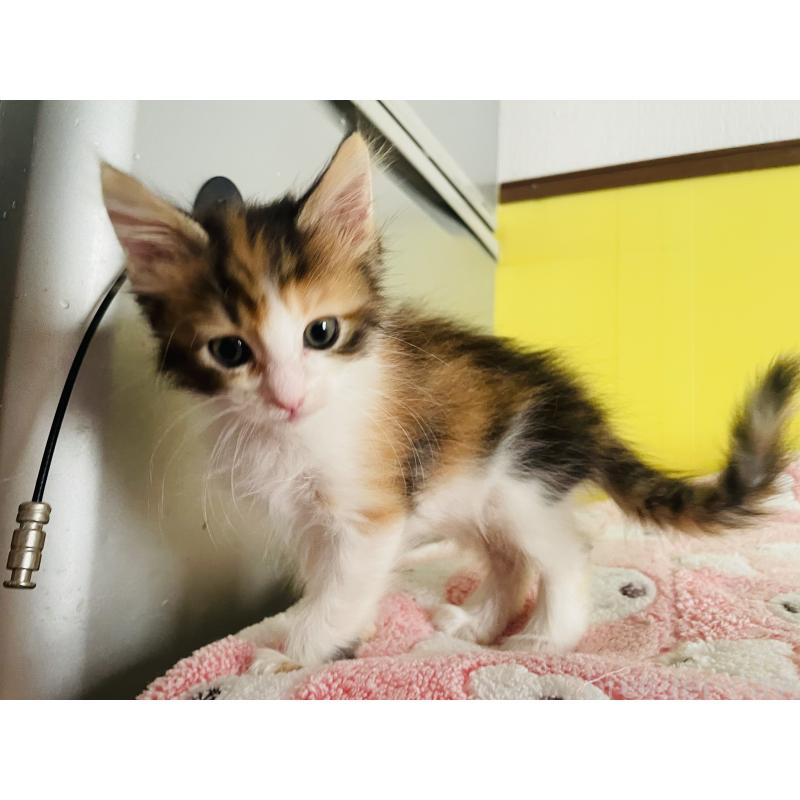 販売中の京都府のメインクーン-133064の4枚目