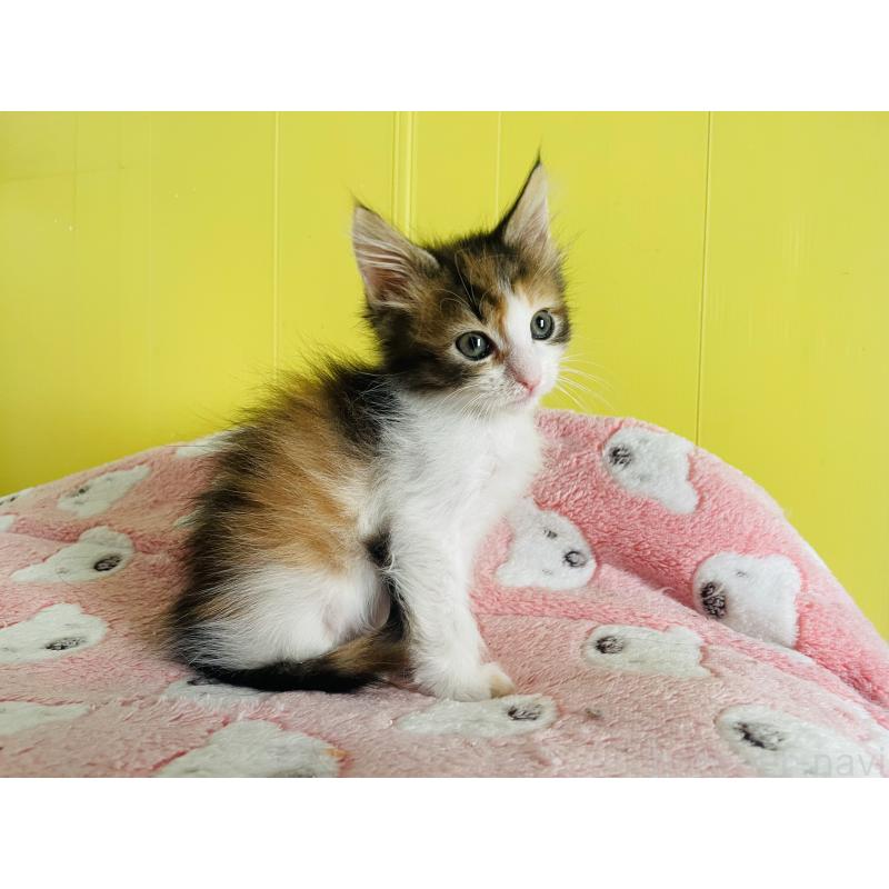 販売中の京都府のメインクーン-133064の3枚目