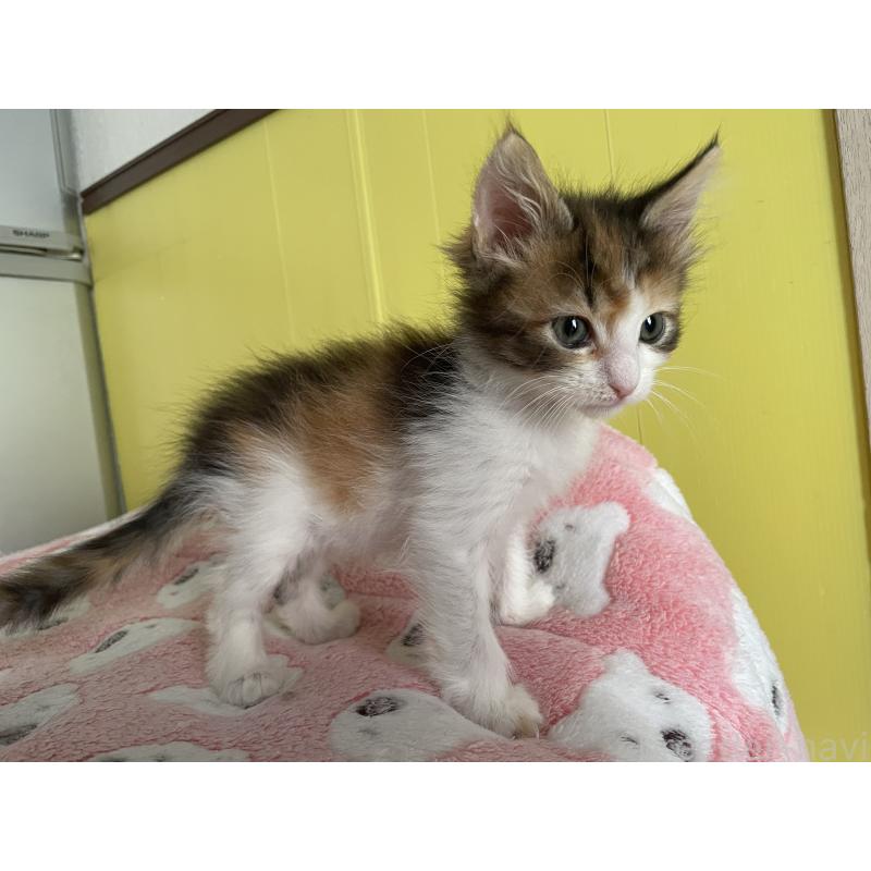 販売中の京都府のメインクーン-133064の2枚目