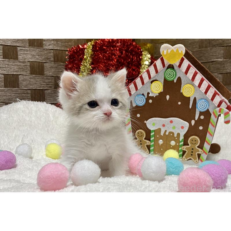 商談中の愛知県のマンチカン-130940の6枚目