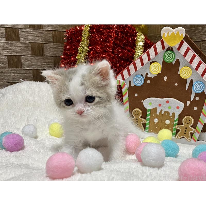 商談中の愛知県のマンチカン-130940の5枚目