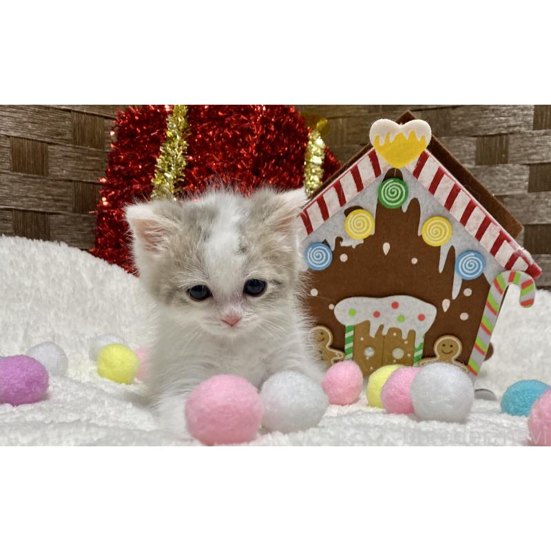 商談中の愛知県のマンチカン-130940の4枚目