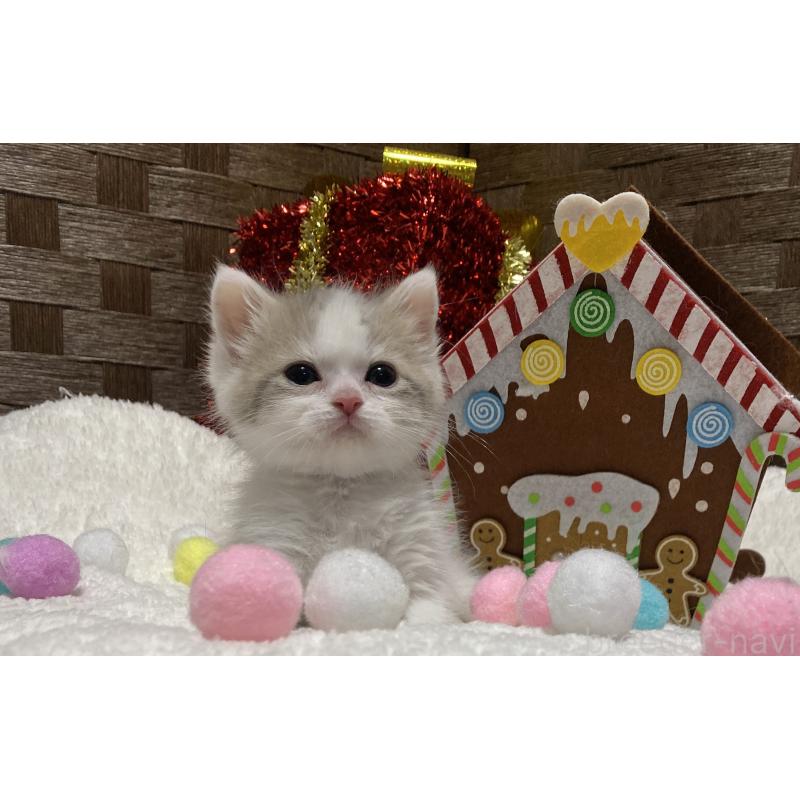 商談中の愛知県のマンチカン-130940の3枚目