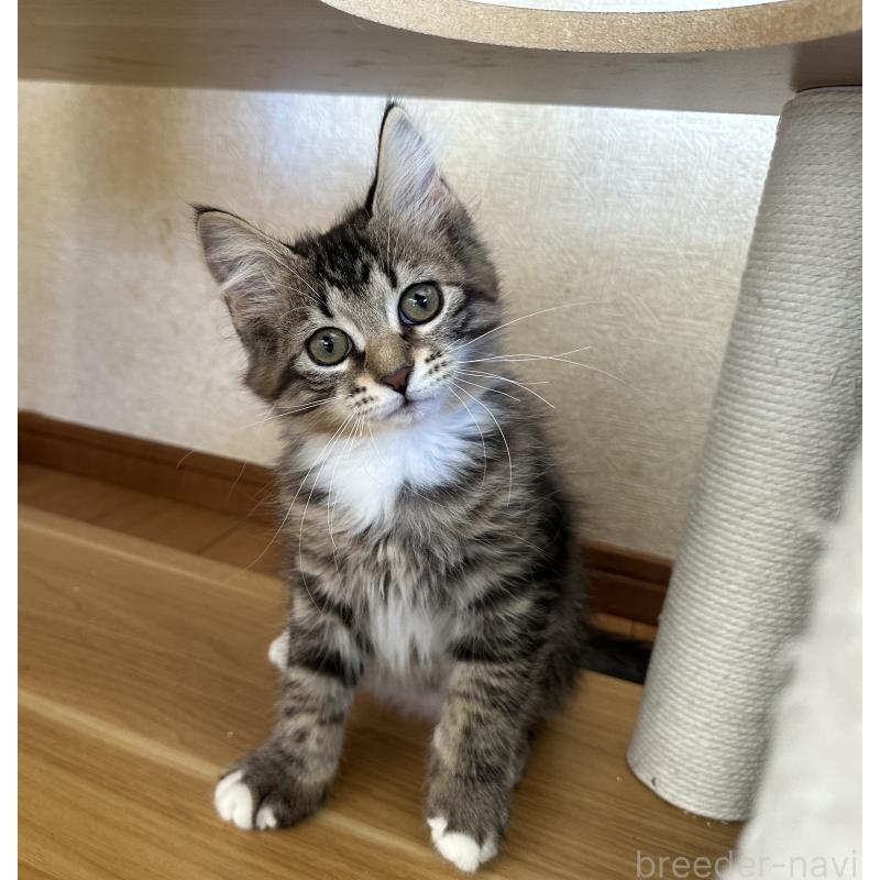 商談中の千葉県のサイベリアン-129491の2枚目