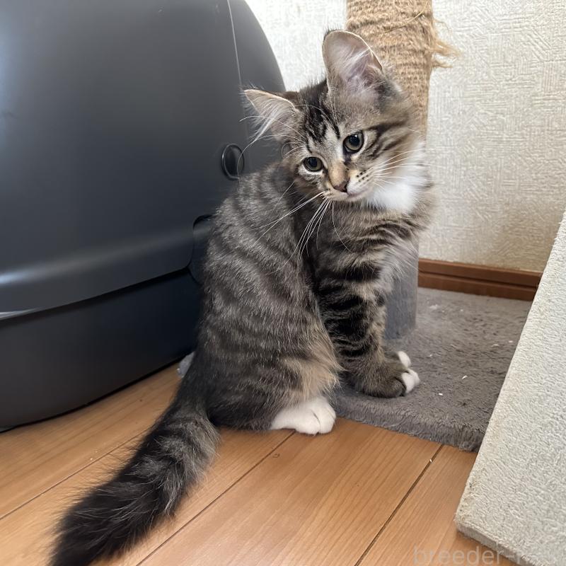 販売中の千葉県のサイベリアン-129491