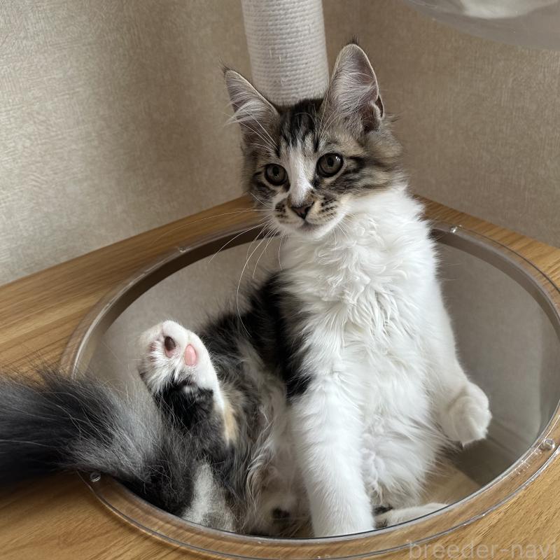 販売中の千葉県のサイベリアン-129490