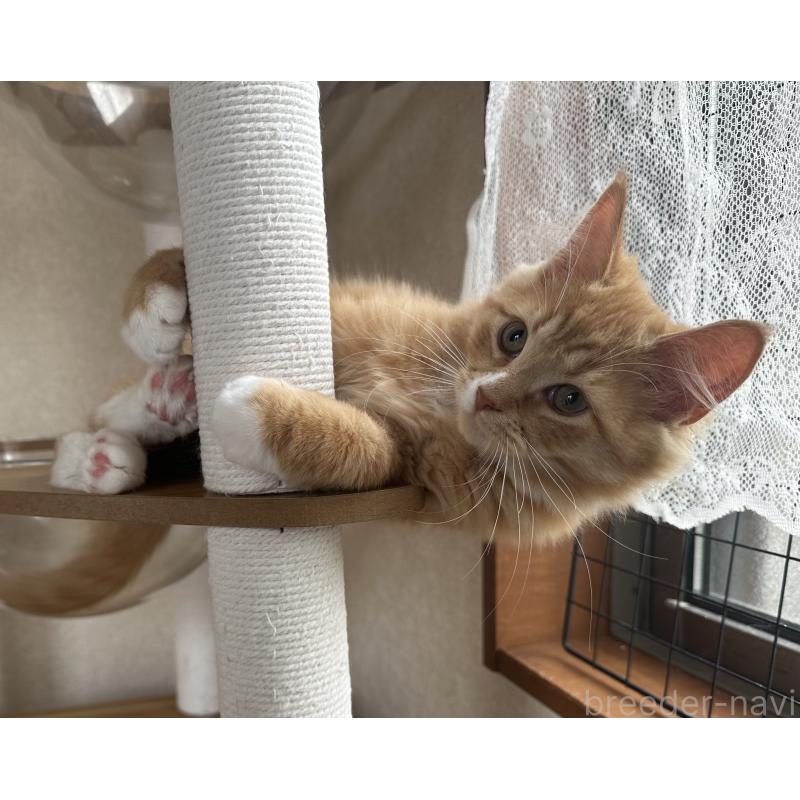 販売中の千葉県のサイベリアン-128659