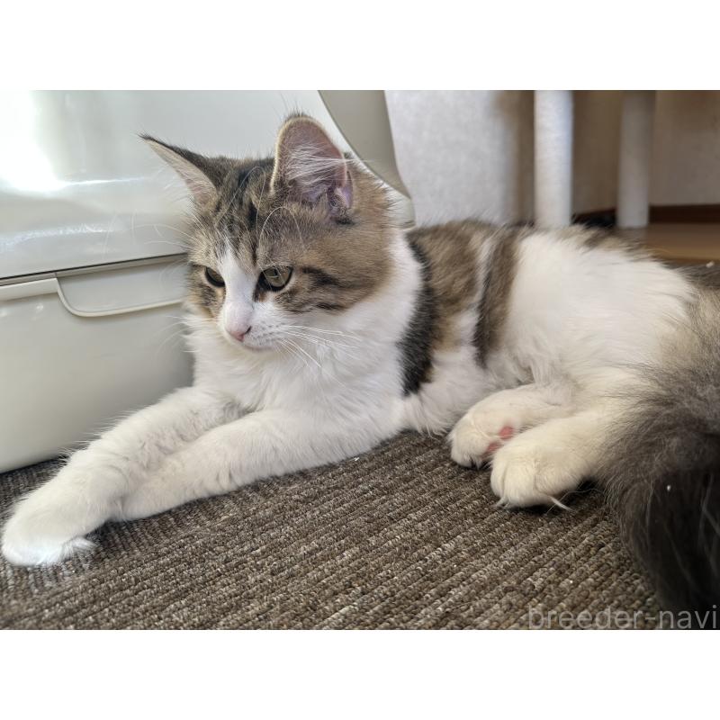 成約済の千葉県のサイベリアン-124837の2枚目