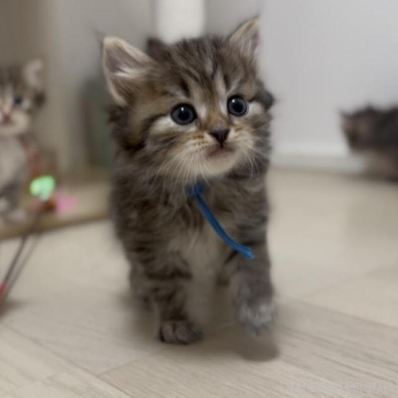 販売中の山形県のサイベリアン-133156の1枚目