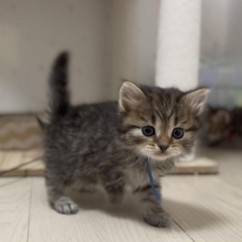 販売中の山形県のサイベリアン-133156の7枚目