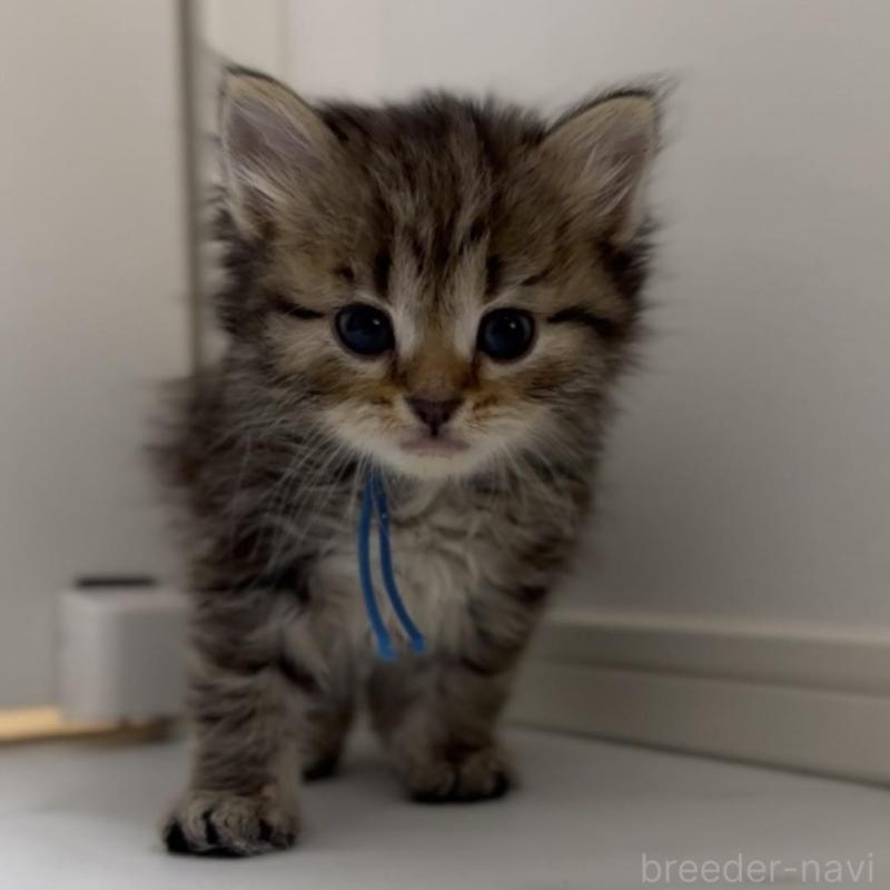 販売中の山形県のサイベリアン-133156の6枚目