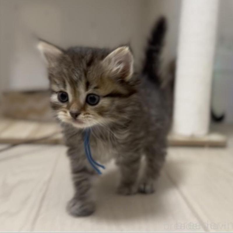 販売中の山形県のサイベリアン-133156の5枚目