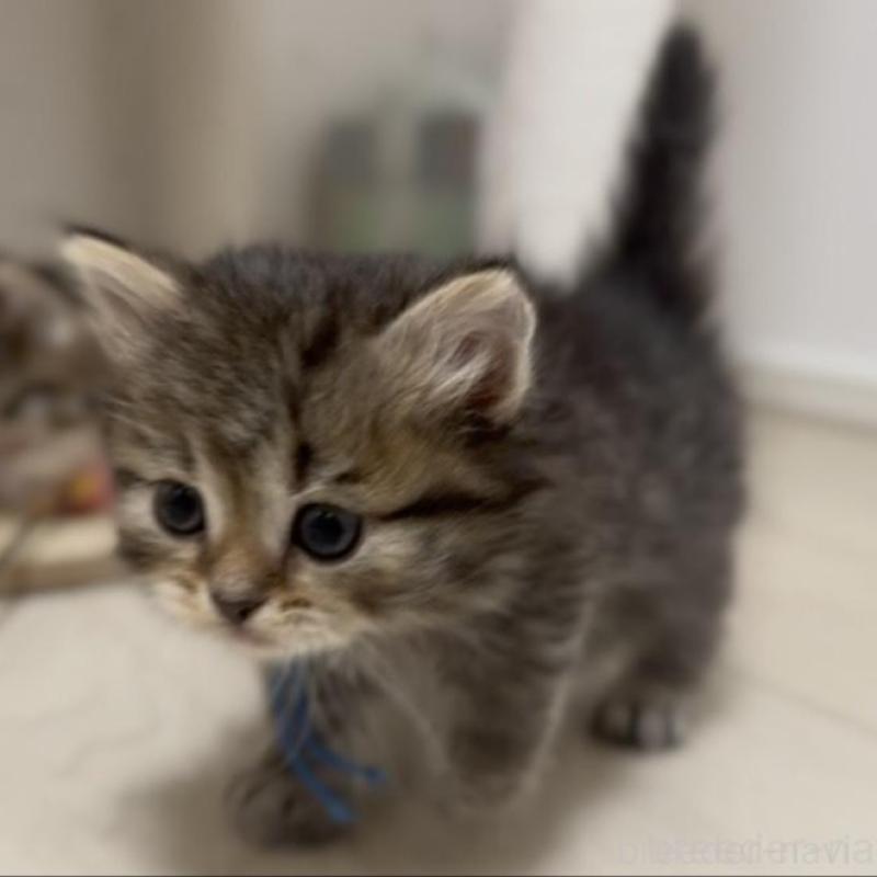 販売中の山形県のサイベリアン-133156の4枚目