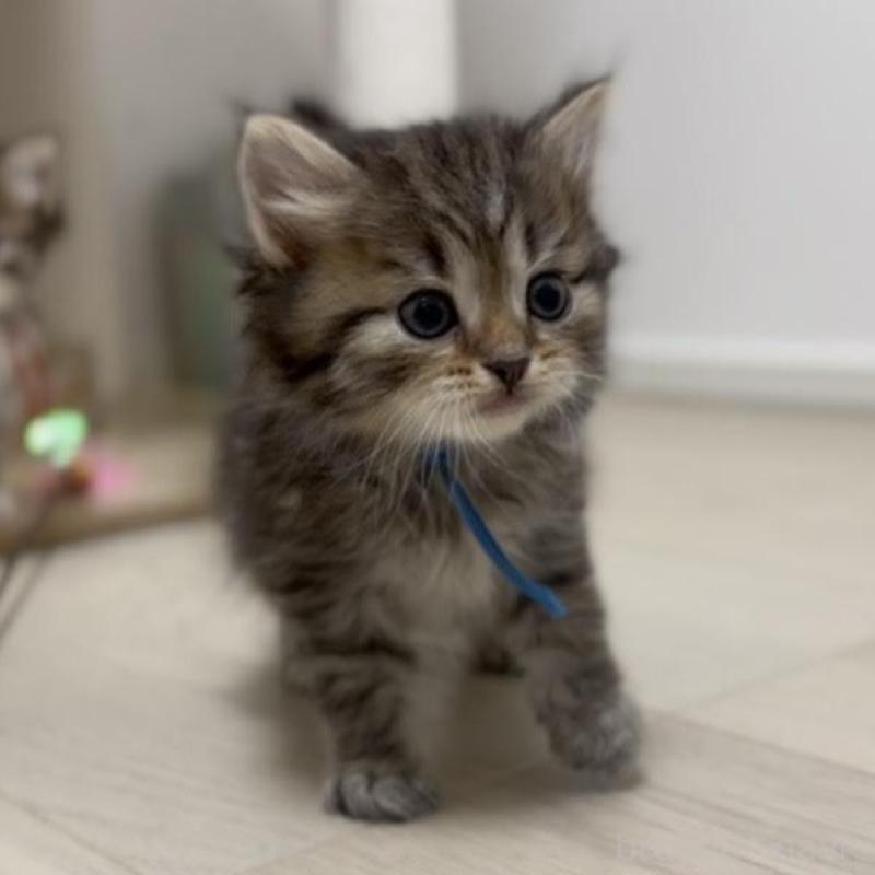 販売中の山形県のサイベリアン-133156の3枚目