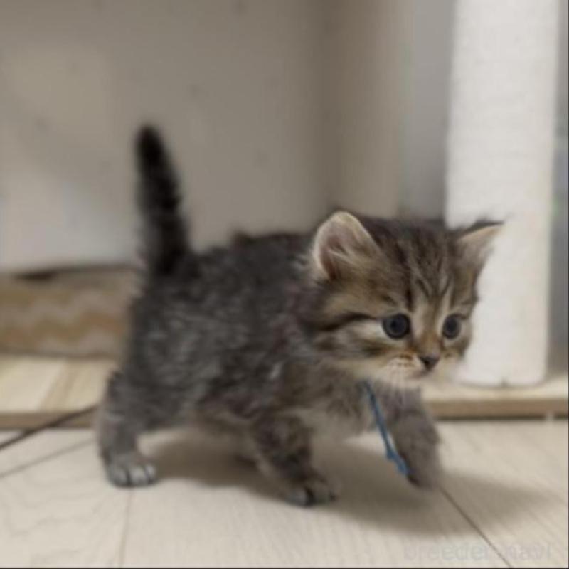 販売中の山形県のサイベリアン-133156の2枚目