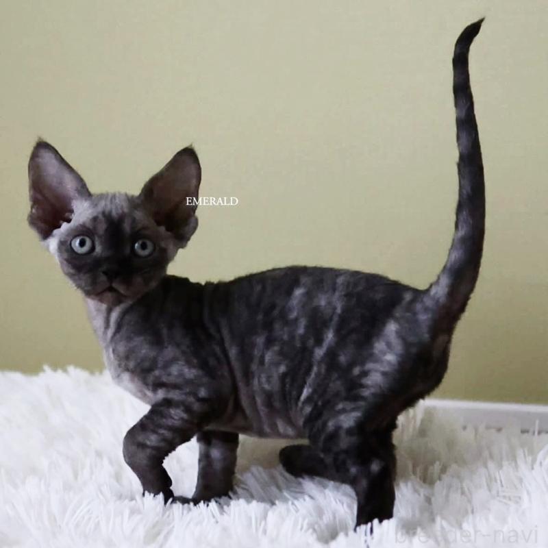 販売中の愛知県のデボンレックス-129008