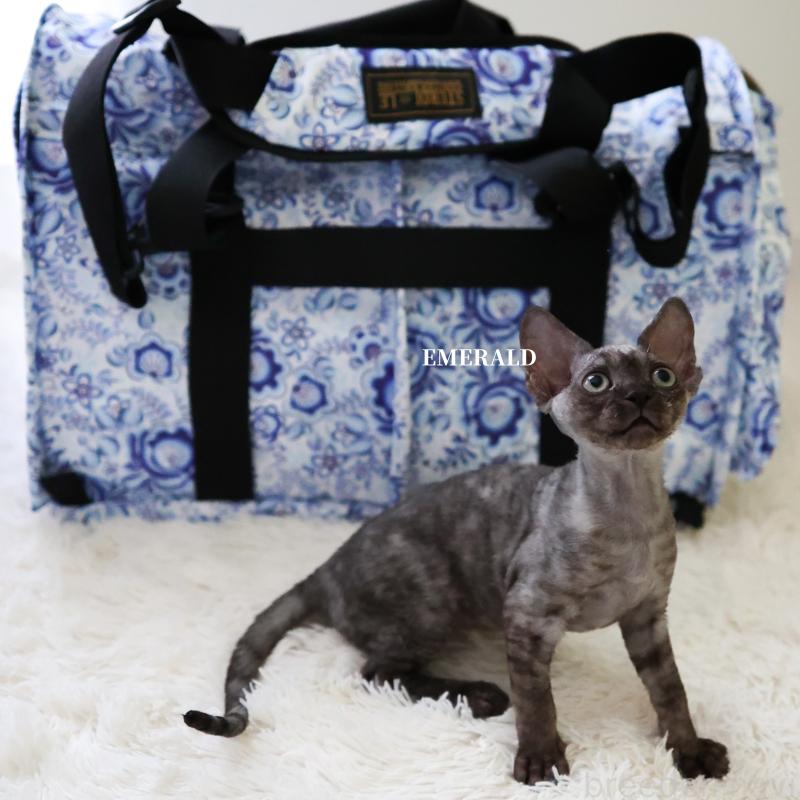 販売中の愛知県のデボンレックス-129008の5枚目