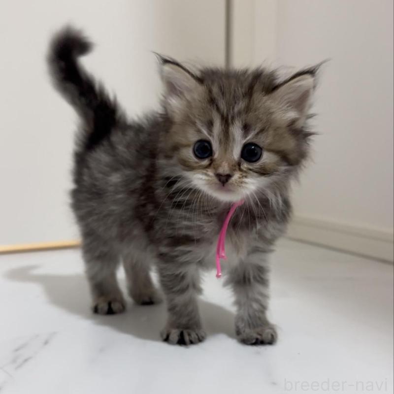 販売中の山形県のサイベリアン-133157