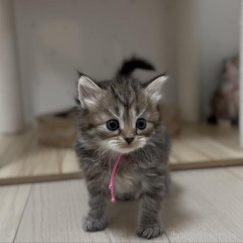 販売中の山形県のサイベリアン-133157の7枚目