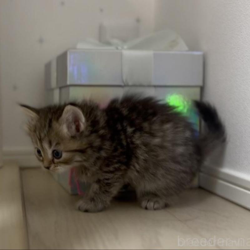 販売中の山形県のサイベリアン-133157の6枚目