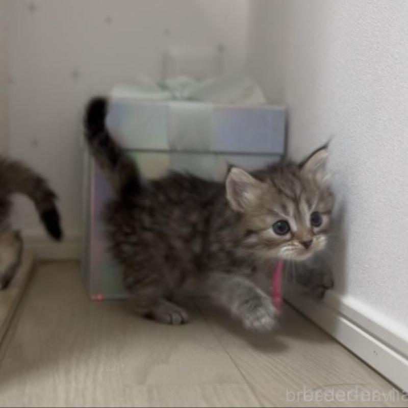 販売中の山形県のサイベリアン-133157の3枚目