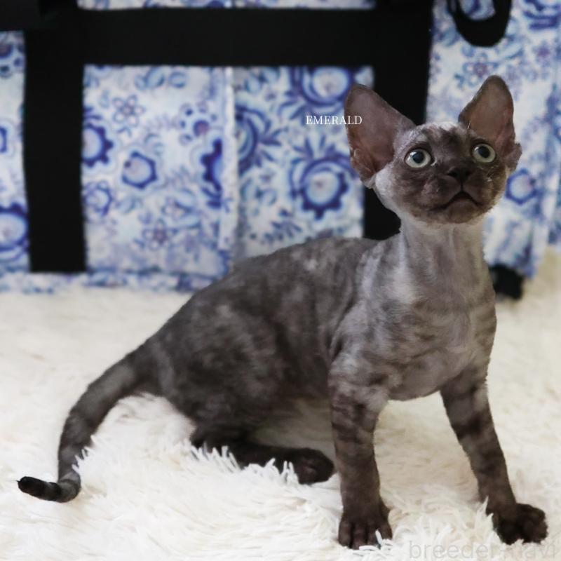 販売中の愛知県のデボンレックス-129008の3枚目