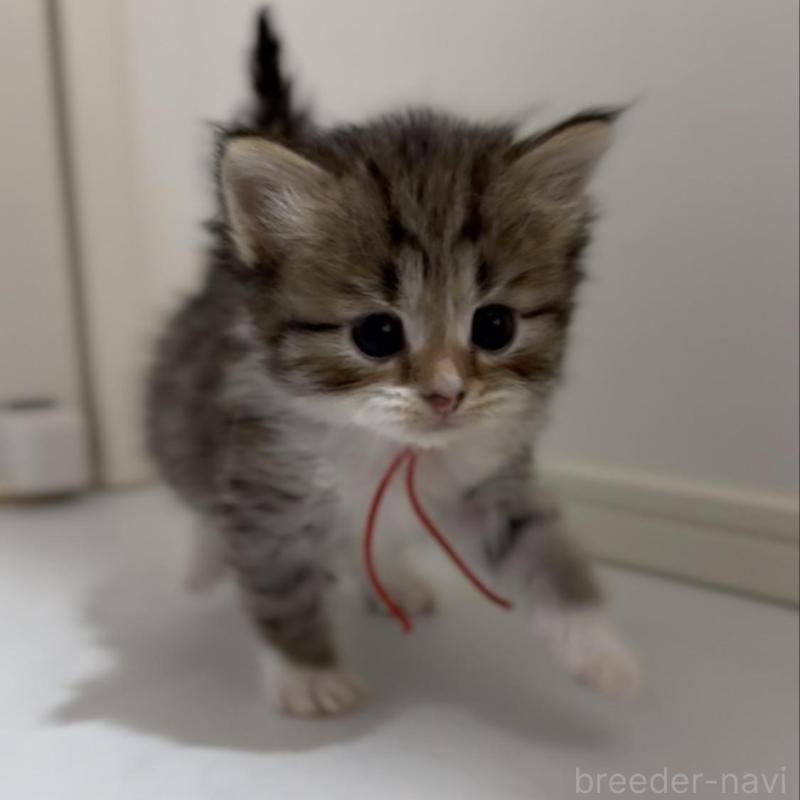 販売中の山形県のサイベリアン-133158