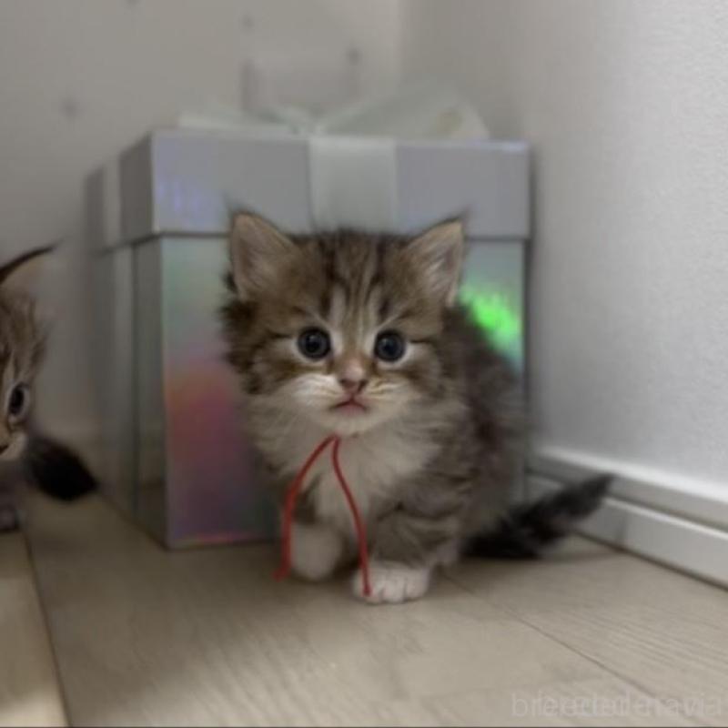 成約済の山形県のサイベリアン-133158の5枚目