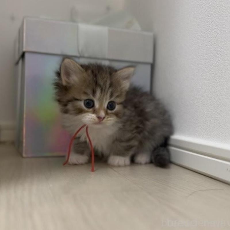 成約済の山形県のサイベリアン-133158の4枚目