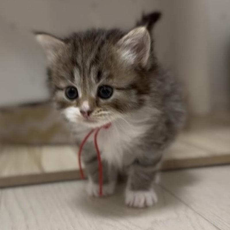 成約済の山形県のサイベリアン-133158の3枚目