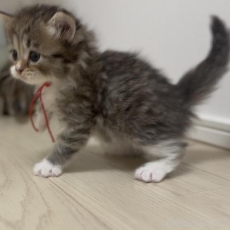 成約済の山形県のサイベリアン-133158の2枚目