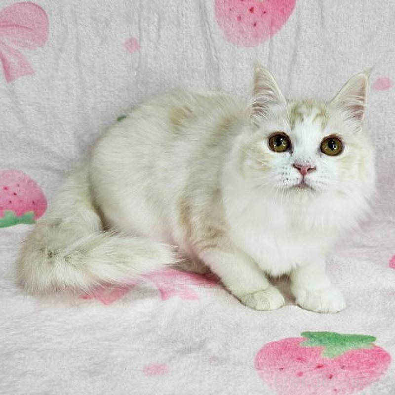 販売中の東京都のマンチカン-133161の5枚目