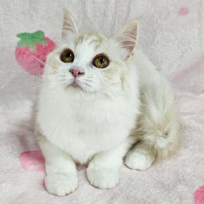 販売中の東京都のマンチカン-133161の6枚目