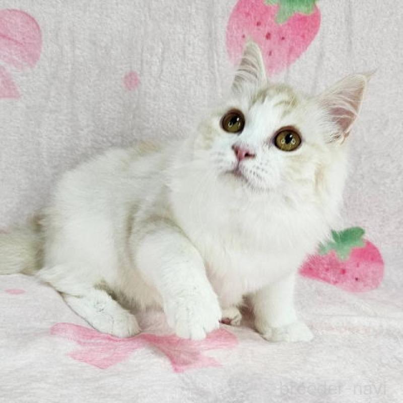 販売中の東京都のマンチカン-133161の4枚目