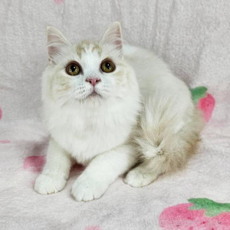 販売中の東京都のマンチカン-133161の3枚目