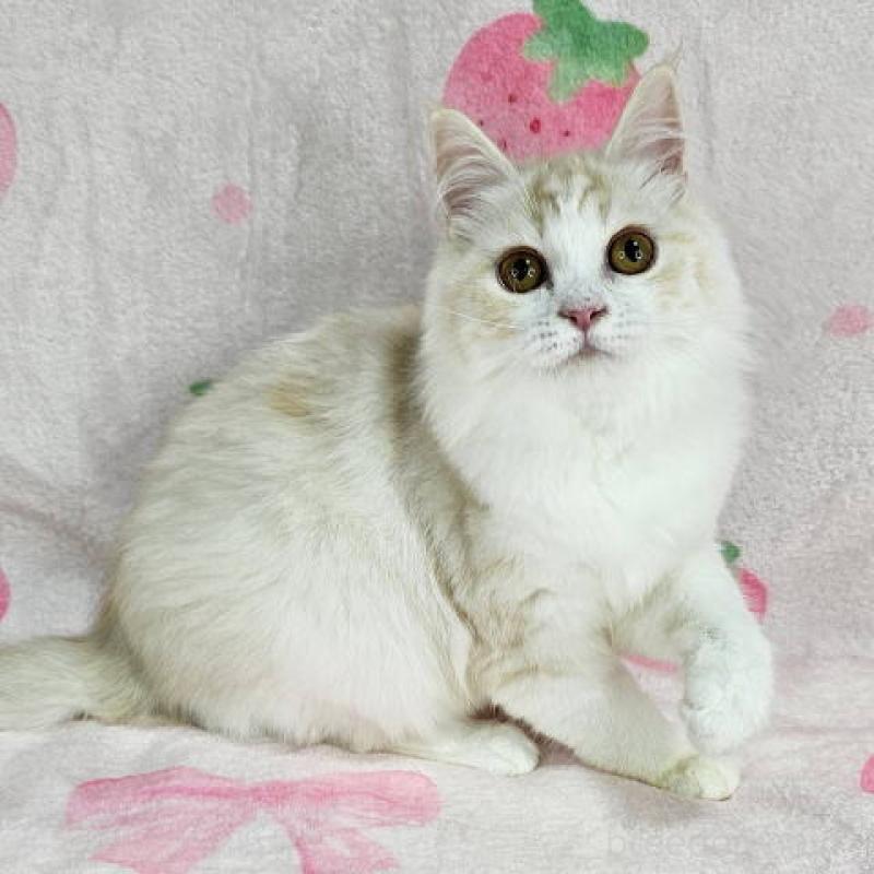 販売中の東京都のマンチカン-133161の2枚目